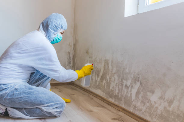 Licensed Mold Cleanup service in Maynard, MA - WQB Mold Removal