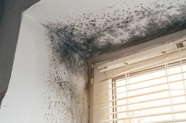 Affordable Mold Cleanup solutions in Maynard, MA